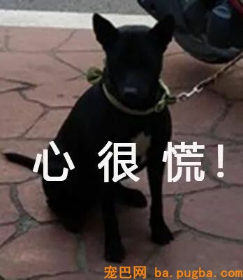 一大群狗砸的崩溃现场...笑喷了！-7.jpeg
