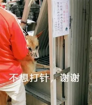 一大群狗砸的崩溃现场...笑喷了！-5.jpeg