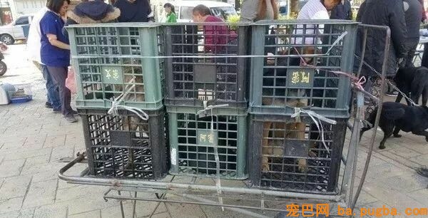 一大群狗砸的崩溃现场...笑喷了！-10.jpeg