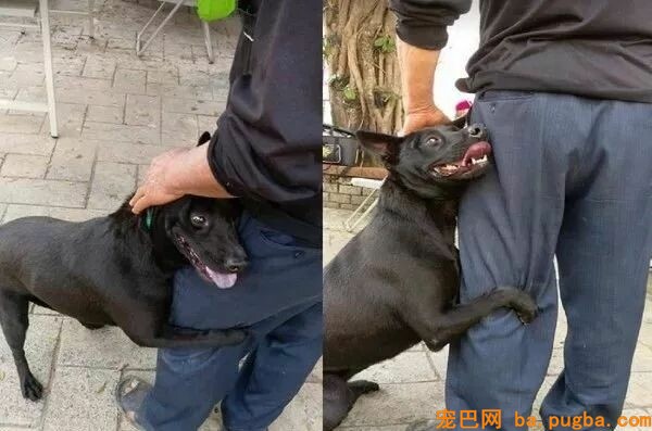 一大群狗砸的崩溃现场...笑喷了！-13.jpeg