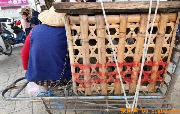 一大群狗砸的崩溃现场...笑喷了！-11.jpeg