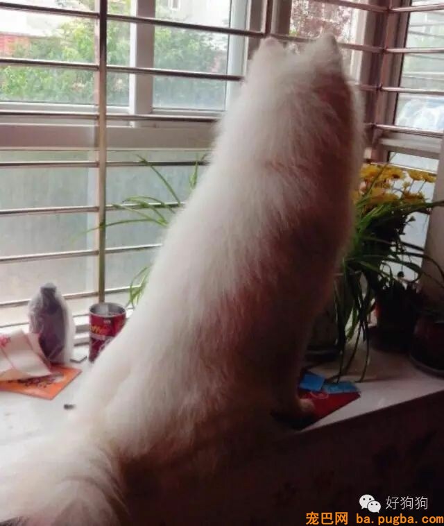自从爸妈养了狗，我才知道我是扫码送的！-4.jpeg