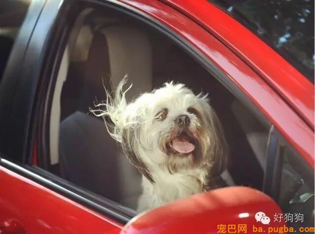 自从爸妈养了狗，我才知道我是扫码送的！-5.jpeg