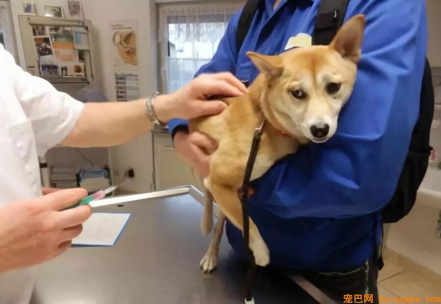 我在国外被狗咬伤，医生竟然回绝为我打狂犬疫苗？-8.jpeg