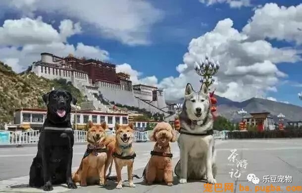 五只狗狗与主人结伴而行，共游西藏的画面，暖化人心……-1.jpeg