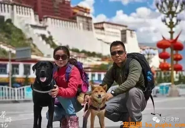 五只狗狗与主人结伴而行，共游西藏的画面，暖化人心……-2.jpeg