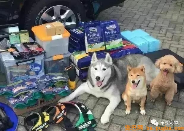 五只狗狗与主人结伴而行，共游西藏的画面，暖化人心……-3.jpeg