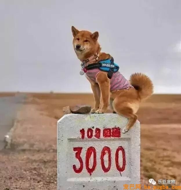 五只狗狗与主人结伴而行，共游西藏的画面，暖化人心……-7.jpeg