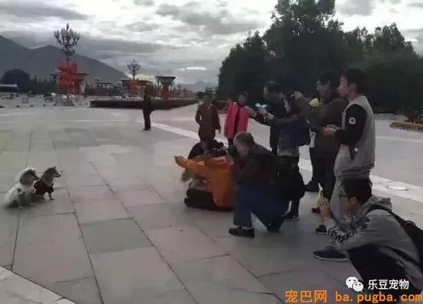 五只狗狗与主人结伴而行，共游西藏的画面，暖化人心……-12.jpeg