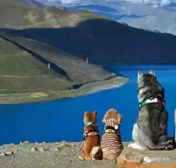 五只狗狗与主人结伴而行，共游西藏的画面，暖化人心……-13.jpeg