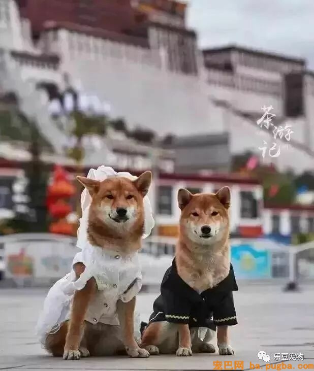 五只狗狗与主人结伴而行，共游西藏的画面，暖化人心……-11.jpeg