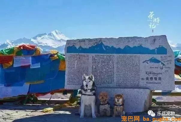 五只狗狗与主人结伴而行，共游西藏的画面，暖化人心……-19.jpeg
