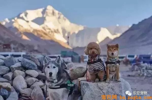 五只狗狗与主人结伴而行，共游西藏的画面，暖化人心……-20.jpeg