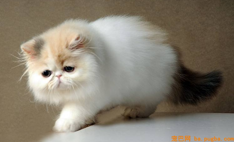 宠物猫零食小鱼干的做法，小鱼干零食食用禁忌-1.png