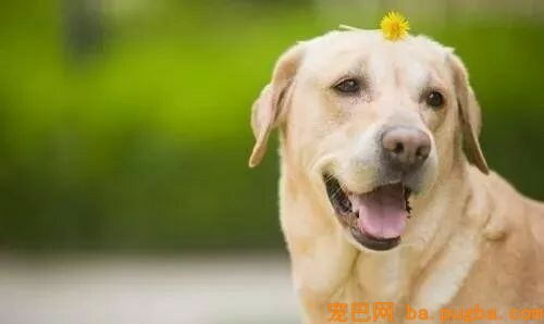 狗狗的心理安康，你关注过吗？-2.jpeg