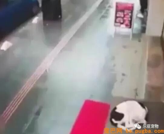 暖心：漂泊狗瑟缩街头 仁慈女子把本人的围巾送给狗狗保暖-1.jpeg