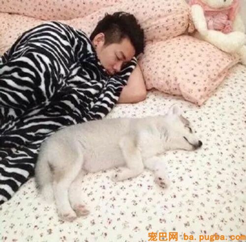 主人晒出二哈的长大史，网友惊呆了：这是按猪养的？-1.jpeg