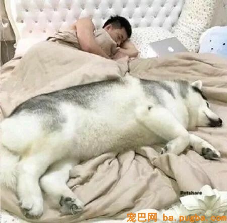 主人晒出二哈的长大史，网友惊呆了：这是按猪养的？-2.jpeg