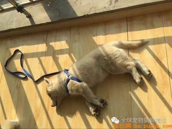 狗狗被一脚踹死，背后说法为何却两边倒？-1.jpeg