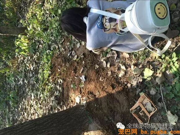 狗狗被一脚踹死，背后说法为何却两边倒？-5.jpeg