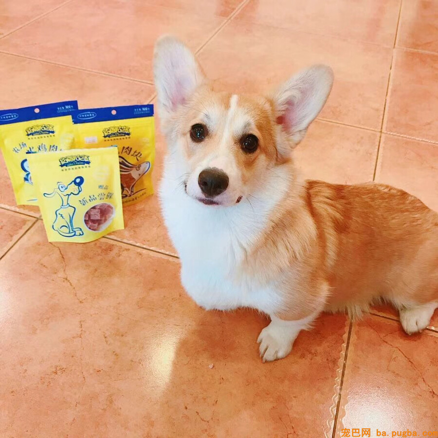 猪来了宠物零食怎么获取，优良零食选择方式-1.jpeg