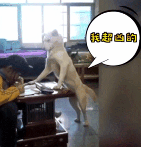 家长崩溃后，狗砸初步上手监视小主人写作业了...-2.gif