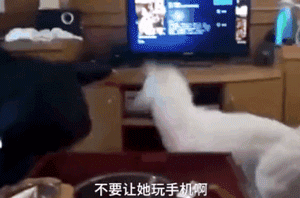 家长崩溃后，狗砸初步上手监视小主人写作业了...-4.gif