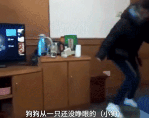 家长崩溃后，狗砸初步上手监视小主人写作业了...-3.gif