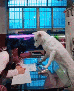 家长崩溃后，狗砸初步上手监视小主人写作业了...-7.gif