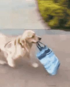 家长崩溃后，狗砸初步上手监视小主人写作业了...-10.gif
