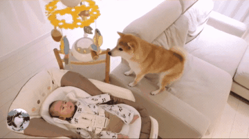 家长崩溃后，狗砸初步上手监视小主人写作业了...-12.gif
