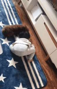 家长崩溃后，狗砸初步上手监视小主人写作业了...-13.gif