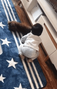 家长崩溃后，狗砸初步上手监视小主人写作业了...-14.gif