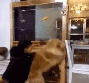 家长崩溃后，狗砸初步上手监视小主人写作业了...-19.gif