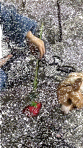 男子表白怕被拒，于是把玫瑰花交给了柯基，太会撩妹了！-1.gif