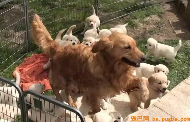 大金毛麻麻要带28个金毛宝宝：疯了疯了...-2.jpeg