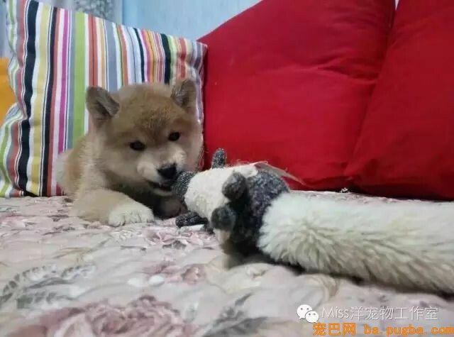 各位铲屎官，教你一招处置狗狗毛发枯燥问题！-1.jpeg