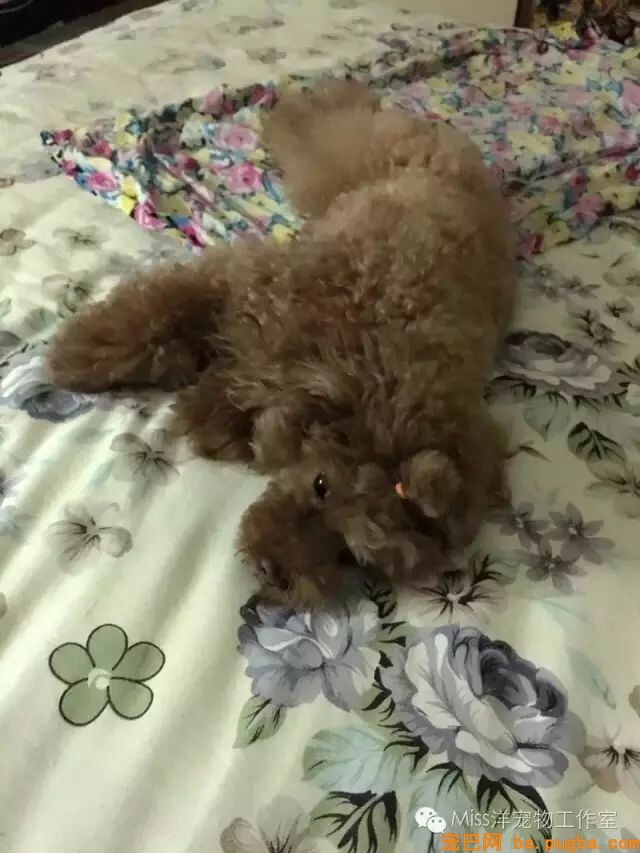 各位铲屎官，教你一招处置狗狗毛发枯燥问题！-2.jpeg