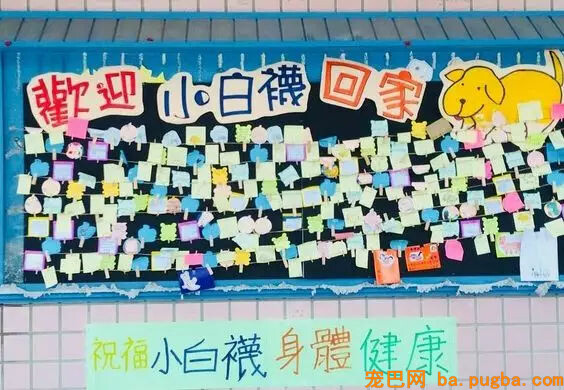 癌症漂泊狗痊愈归来！全校小朋友为它筹备了一个大大的惊喜...-4.jpg