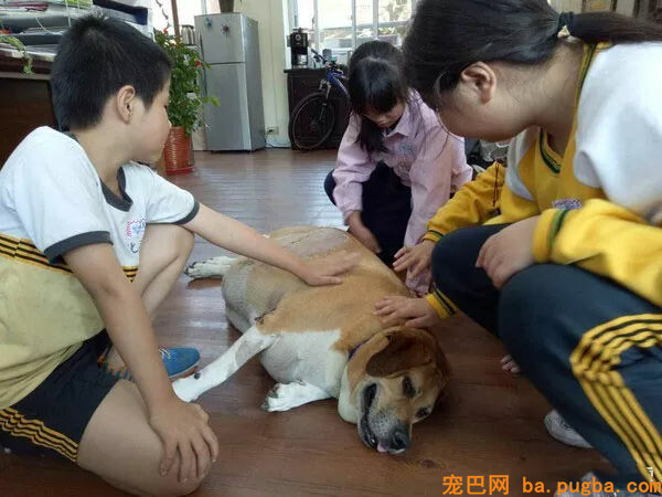 癌症漂泊狗痊愈归来！全校小朋友为它筹备了一个大大的惊喜...-1.jpg