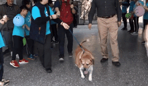 癌症漂泊狗痊愈归来！全校小朋友为它筹备了一个大大的惊喜...-6.gif