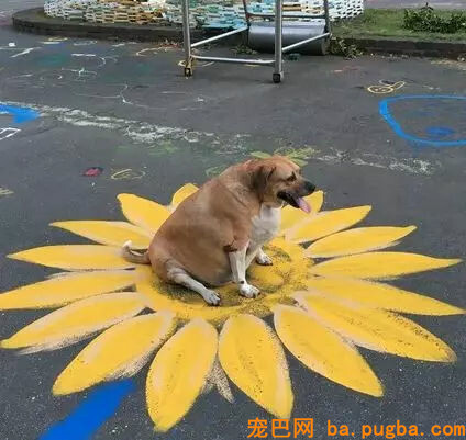 癌症漂泊狗痊愈归来！全校小朋友为它筹备了一个大大的惊喜...-9.jpg