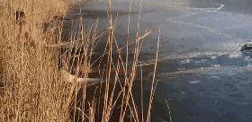 男子不顾一切冲进火场：它比命重要...-10.gif