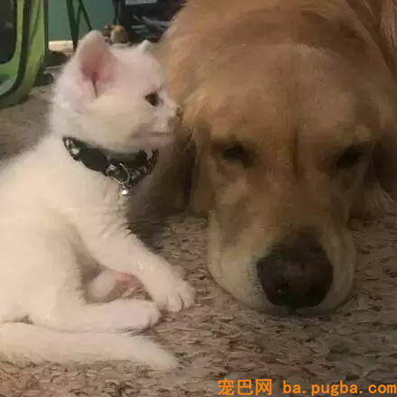 家里养了一只狗，主人又带回一只猫，没想到接下来的剧情…-3.jpg
