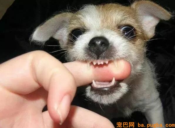 狗狗护食行为太可怕，几招轻松改掉！-1.jpeg