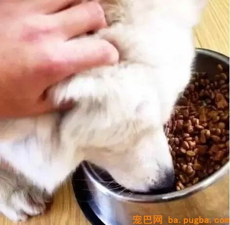 狗狗护食行为太可怕，几招轻松改掉！-4.jpeg