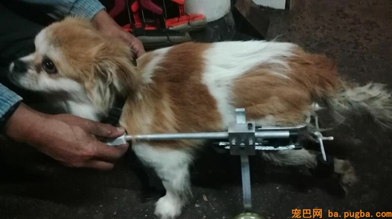 她曾身价百万，却因救助漂泊狗散尽家产，如今沉只能求人！-3.jpeg