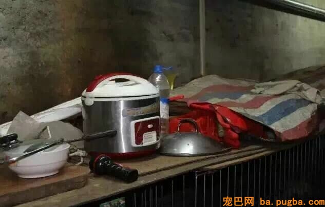 她曾身价百万，却因救助漂泊狗散尽家产，如今沉只能求人！-6.jpeg