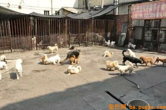 她曾身价百万，却因救助漂泊狗散尽家产，如今沉只能求人！-5.jpeg
