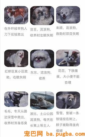 她曾身价百万，却因救助漂泊狗散尽家产，如今沉只能求人！-4.jpeg